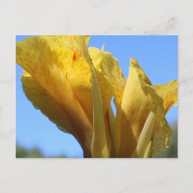 Canna # 4 postcard (Front)