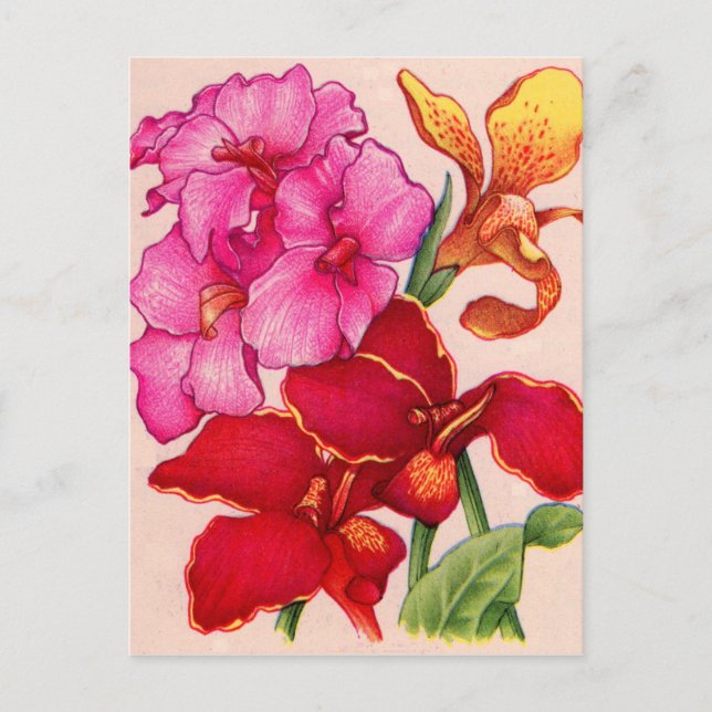 canna flowers postcard (Front)