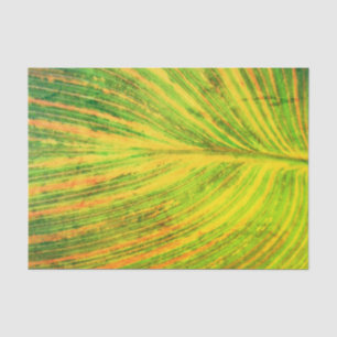 Canna Leaf Green Tissue Paper