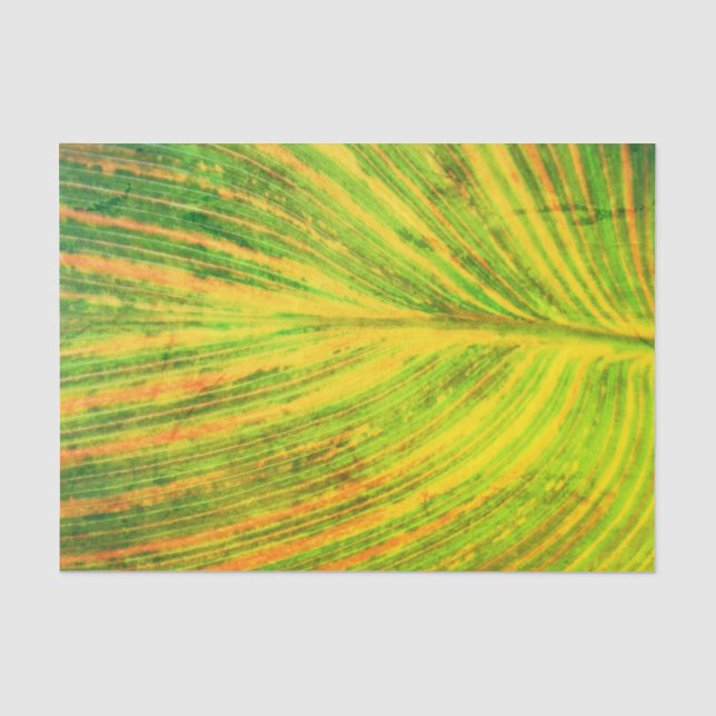 Canna Leaf Green Tissue Paper (Front)