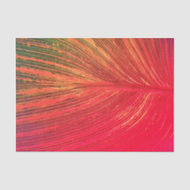 Canna Leaf Pink Tinge Tissue Paper (Front)