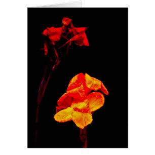 Canna Lilies on Black