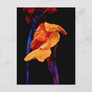 Canna Lilies on Black With Blue Postcard