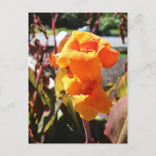 Canna Lily Flower Postcard