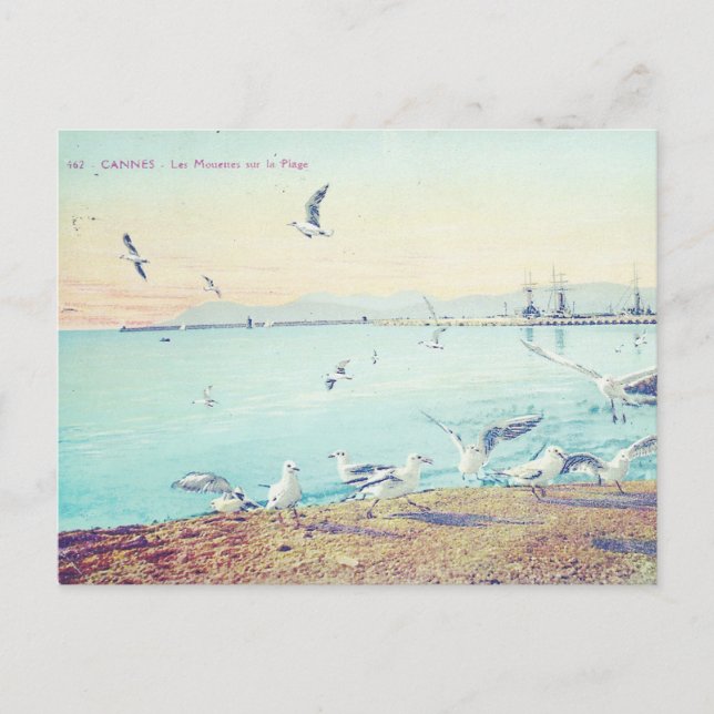 Cannes Beach Seagulls Postcard (Front)