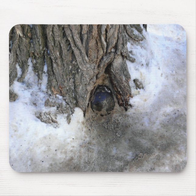 Cannonball Tree, Old Quebec City, Quebec, Canada Mouse Pad (Front)