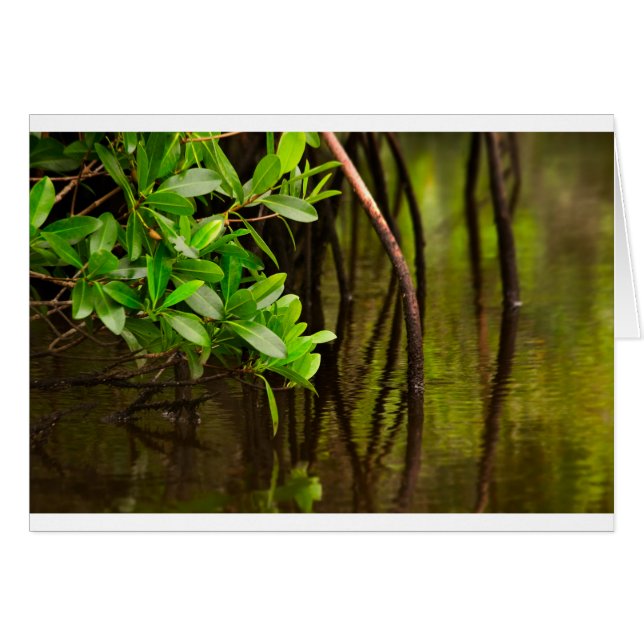 Canoeing Through Quiet Mangroves (Front Horizontal)