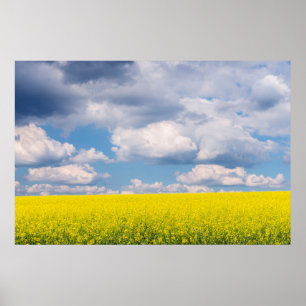 Canola Field and Clouds Poster