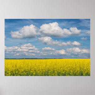 Canola Field & Clouds Poster