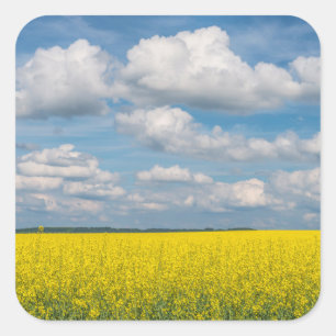 Canola Field & Clouds Square Sticker