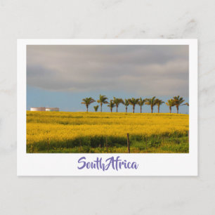 Canola Fields South Africa Landscape Postcard