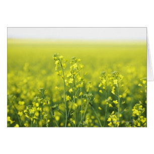 Canola Flowering in Field.