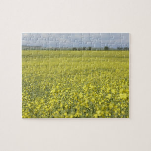 Canola flowering in field. jigsaw puzzle