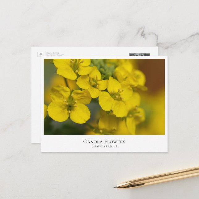 Canola Flowers Postcard (Front/Back In Situ)