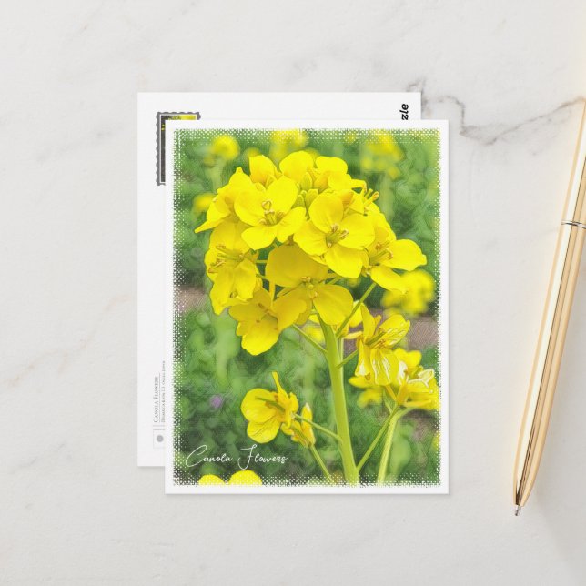 Canola Flowers Postcard (Front/Back In Situ)