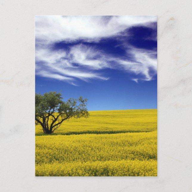 Canola Sky, Saskatchewan, Canada Postcard (Front)