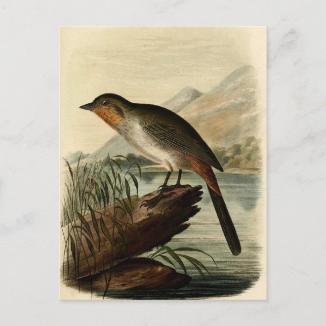 Canon Finch Postcard (Front)