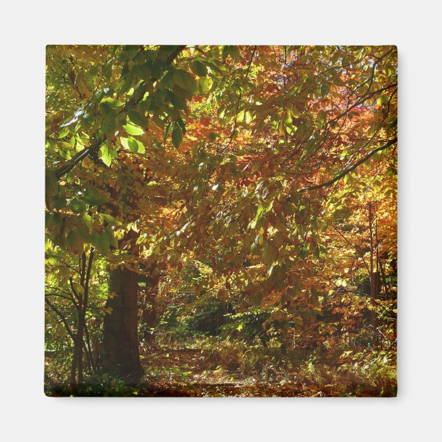 Canopy of Fall Leaves II Yellow Autumn Photography Magnet (Front)