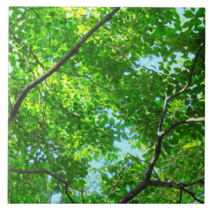 Canopy of Green, Leafy Branches with Blue Sky Ceramic Tile