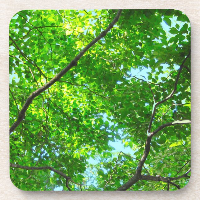 Canopy of Green, Leafy Branches with Blue Sky    Coaster (Front)