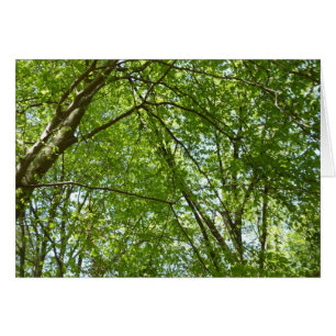 Canopy of Spring Leaves Green Nature Scene