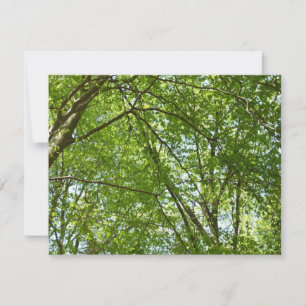 Canopy of Spring Leaves Green Nature Scene Card