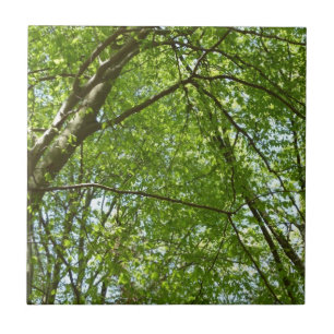 Canopy of Spring Leaves Green Nature Scene Ceramic Tile