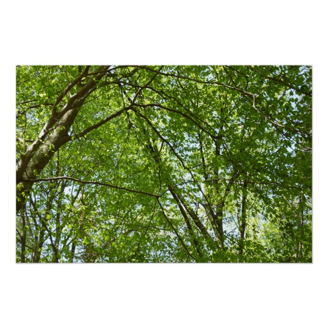 Canopy of Spring Leaves Green Nature Scene Poster (Front)