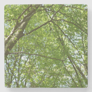 Canopy of Spring Leaves Green Nature Scene Stone Coaster