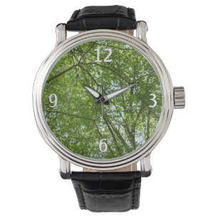 Canopy of Spring Leaves Green Nature Scene Watch
