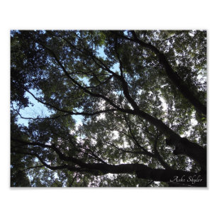 Canopy Photo Print