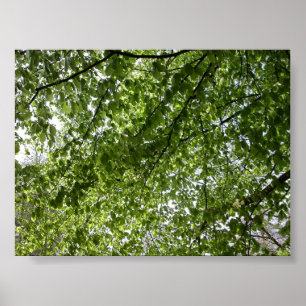 Canopy Poster