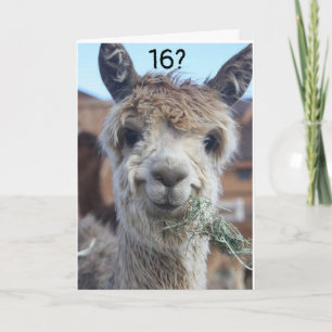 CAN'T BELIEVE YOU ARE CELEBRATING "16th" BIRTHDAY Card