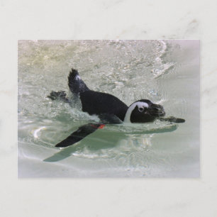 Can't Get Mad at Looking at a Penguin! Postcard