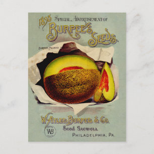 Cantaloupe Seed Advertising Art Antique Postcard
