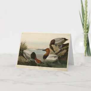 Canvas backed Duck from Audubon's Birds of America Card