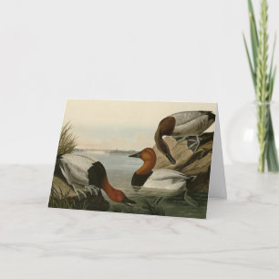 Canvas backed Duck from Audubon's Birds of America Card