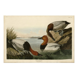 Canvas backed Duck from Audubon's Birds of America Photo Print