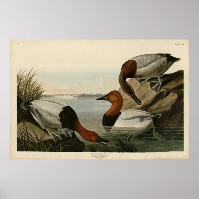 Canvas backed Duck from Audubon's Birds of America Poster (Front)