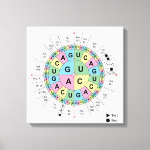 Canvas Codons Amino Acids Table Genetic Code DNA Print