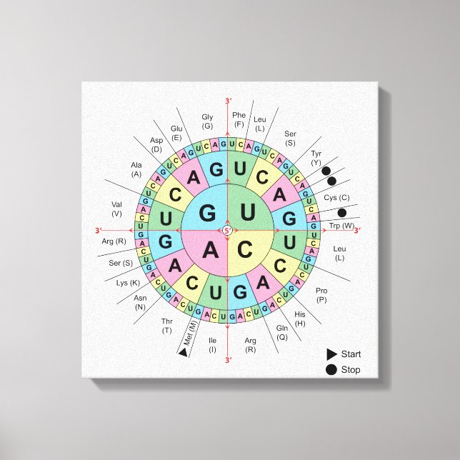 Canvas Codons Amino Acids Table Genetic Code DNA Print (Front)