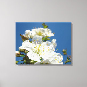 Canvas Fine Art Panels Cherry Blossoms Trees Print