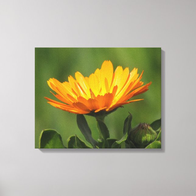 Canvas print - Calendula bloom (Front)