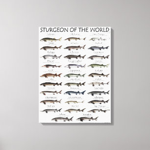 CANVAS PRINT - STURGEON OF THE WORLD