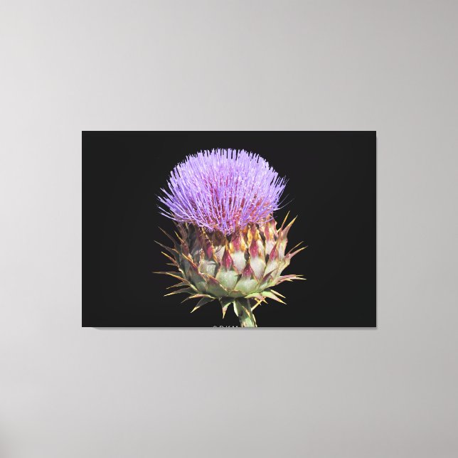 Canvas Print - Thistle (Front)
