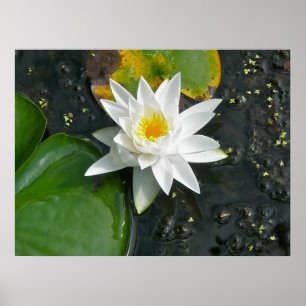 Canvas Print White Water Lily