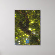 Canvas (Sun Green Tree 2) RFPMDesigns ©️2021/24