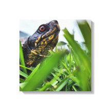 Canvas Turtle Close Up