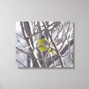 Canvas - Yellow Finch in Winter Branches Print