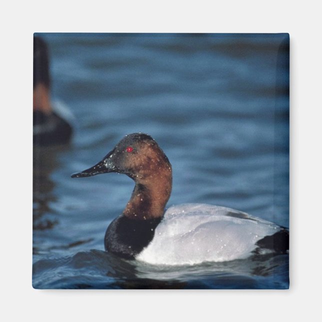 Canvasback drake magnet (Front)